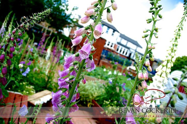 Inkwell, Garden, Bevan Cockerill, Photography, Foxgloves, Leeds, Chapel Allerton, Pink